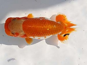 玉野錦鱗会 五席　胡本佳孝　玉野市