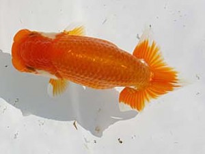 玉野錦鱗会　六席　浜口洋二　玉野市