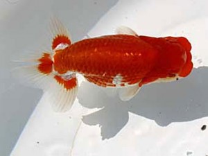 玉野錦鱗会 二席　高尾直美　倉敷市