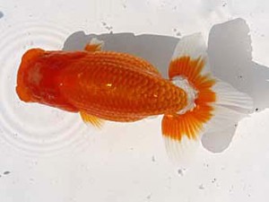 玉野錦鱗会 三席　小山敏信　広島市