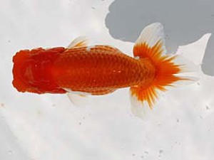 玉野錦鱗会 四席　大熊正人　倉敷市