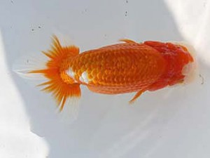 玉野錦鱗会 五席　服部光寿　広島県