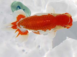 玉野錦鱗会　二席　武田悦男　福山市