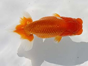 玉野錦鱗会　三席　藤野　武　高松市