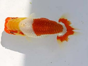 玉野錦鱗会　四席　谷口　弘　玉野市