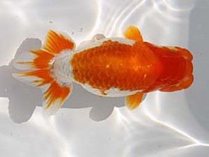 玉野錦鱗会　五席　田中茂規　玉野市