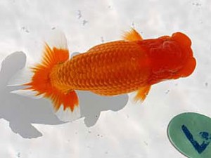 玉野錦鱗会 二席　小笠原義照　浅口市