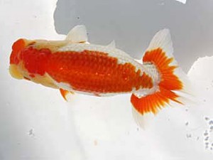 玉野錦鱗会 三席　原田和彦　倉敷市