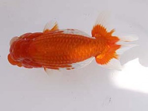 玉野錦鱗会　一席　小山敏信　広島市