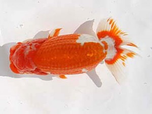 玉野錦鱗会　二席　鈴木義信　倉敷市