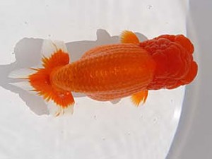 玉野錦鱗会　三席　木村太一　倉敷市