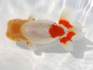 玉野錦鱗会　四席　武田悦男　福山市