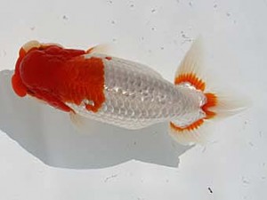 玉野錦鱗会　五席　石田一男　福山市