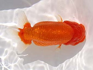 玉野錦鱗会　一席　森分陵司　広島市