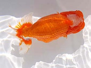 玉野錦鱗会　二席　鈴木義信　倉敷市