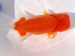 玉野錦鱗会　三席　武田悦男　福山市