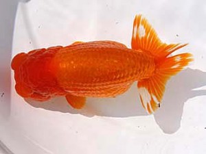 玉野錦鱗会　四席　加藤弘志　倉敷市