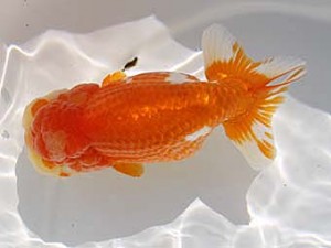 玉野錦鱗会　五席　加藤弘志　倉敷市