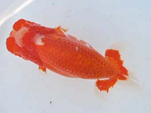 常滑らんちう愛好会　東大関　井上廣太