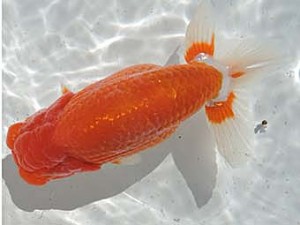 常滑らんちう愛好会　西大関　森下周衛