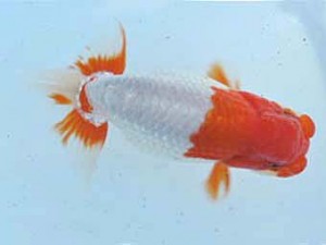 常滑らんちう愛好会　立行司　立松和三