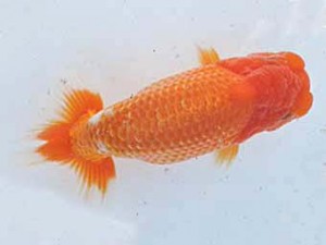 常滑らんちう愛好会　東取締　片岡　寛