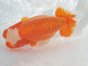 常滑らんちう愛好会　西取締　杉江克己