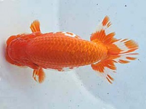 常滑らんちう愛好会　東大関　磯村則之