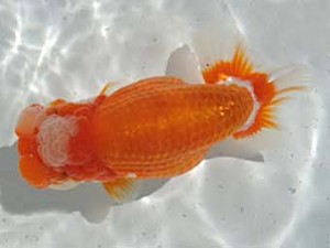 常滑らんちう愛好会　西大関　石井孝明