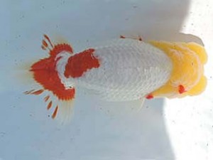 常滑らんちう愛好会　立行司　井上廣太