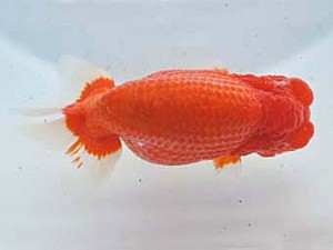 常滑らんちう愛好会　東取締　井上廣太