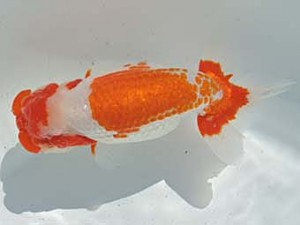 常滑らんちう愛好会　西取締　伊藤弘之