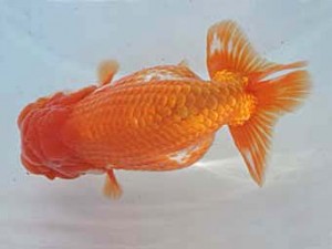 常滑らんちう愛好会　西大関　鯉江正道