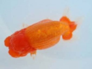 常滑らんちう愛好会　立行司　伊藤政美