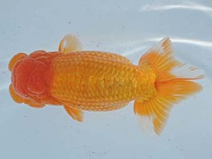 常滑らんちう愛好会　東取締　石井孝明