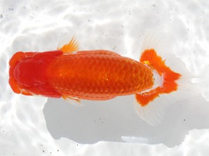 津島愛錦クラブ　西大関　山田重夫　愛西市