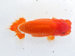 津島愛錦クラブ　取締一　渡辺　敦　犬山市