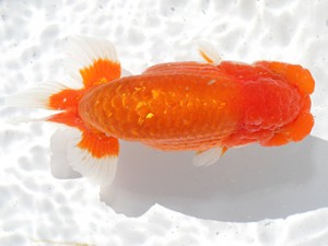 津島愛錦クラブ　取締二　山田重夫　愛西市