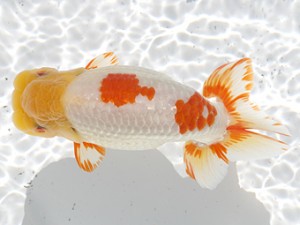 津島愛錦クラブ　西大関　稲葉信泰　美浜町