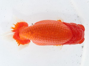 津島愛錦クラブ　取締一　渡辺　敦　犬山市