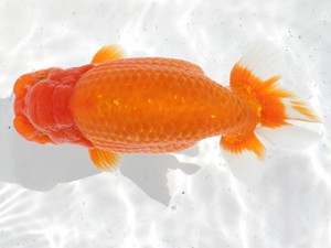 津島愛錦クラブ　取締二　立松大介　津島市