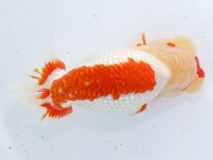 津島愛錦クラブ　東大関　浅井　宏　弥富市