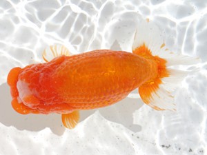 津島愛錦クラブ　西大関　山田芳人　清須市