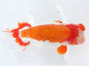 津島愛錦クラブ　立行司　浅野昌明　羽島市