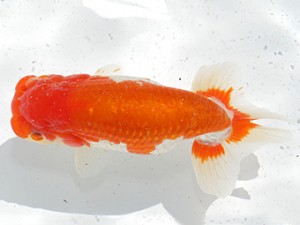 津島愛錦クラブ　取締二　山田重夫　愛西市