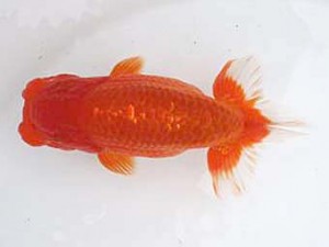 若葉会　東大関　八木博明