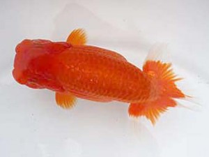 若葉会　西大関　八木博明