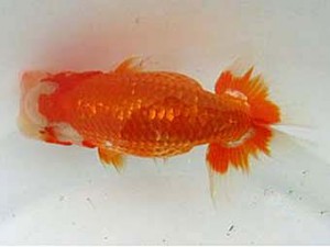 若葉会　立行司　中川元吉