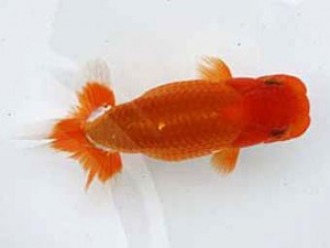 若葉会　東取締　原　健二