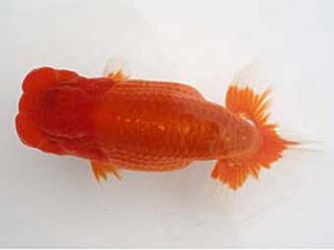 若葉会　西取締　伊藤幸泰